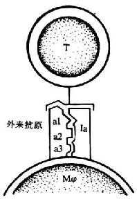 决定基选择模型