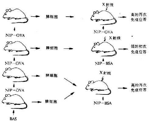载体效应的过继转移试验(Mitchison)