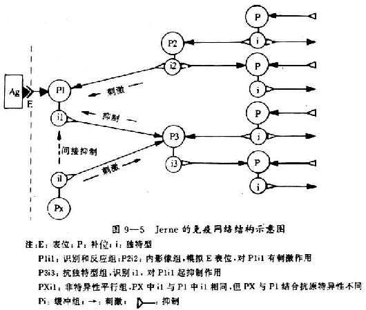 Jerne的免疫网络结构