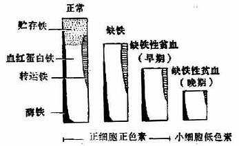 缺铁的发展阶段