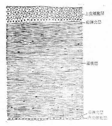 角膜的横切面示意图