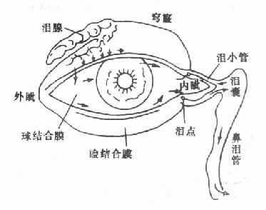 眼结膜囊及泪器,箭头示泪液之分泌及其排泄