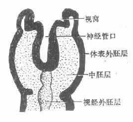 胎长2.5 mm时视窝切面