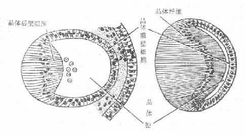 晶体纤维的发育