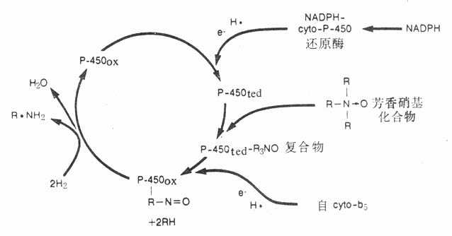 细胞色素P-450酶系统对药物氧化过程示意图