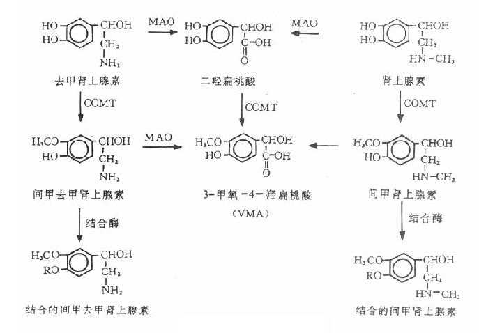 儿茶酚胺的代谢