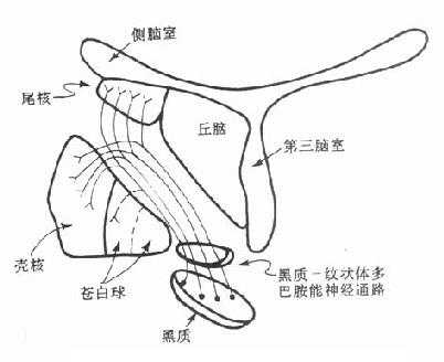 黑质-纹状体多巴胺能神经通路