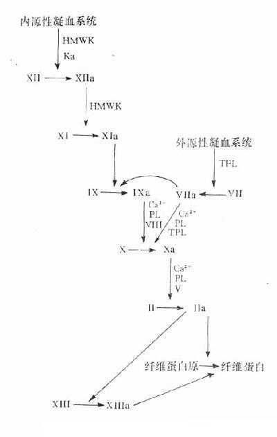 凝血机制图示