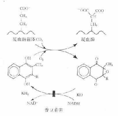 维生素K作用示意图