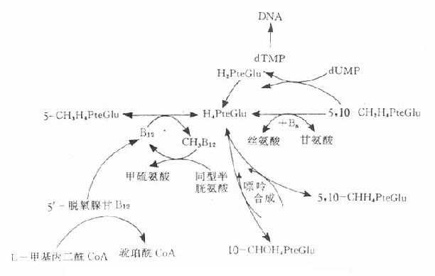 叶酸和维生素B12的代谢及它们的相互关系