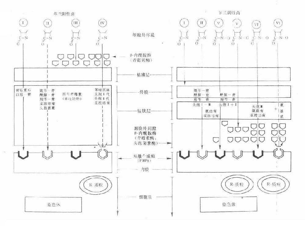 革兰阳性与阴性菌的结构及β内酰胺类药的穿透情况及其对β-内酰胺酶与胞壁合成酶(PBPs)的关系示意图