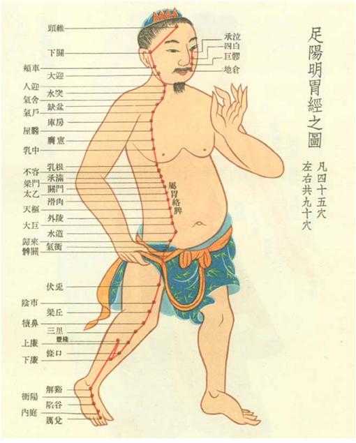 足阳明胃经经穴分寸歌