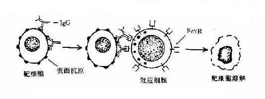 抗体依赖的细胞介导的细胞毒作用(ADCC)