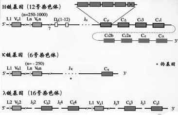 小鼠Ig基因结构