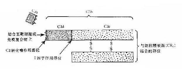 C3分子及其裂解产物生物活性示意图