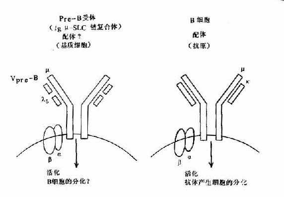 pre-B受体(μ-SLC)与B细胞抗原受体机能