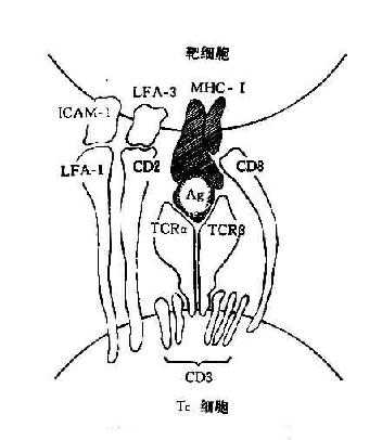 TC细胞抗原识别