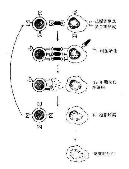 T细胞杀伤靶细胞过程