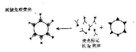 免疫荧光直接法及间接法原理示意图