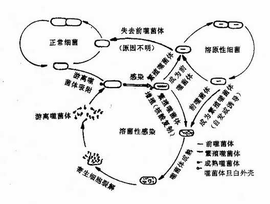 噬菌体与细菌的相互作用(噬菌体-宿主生活周期)示意图