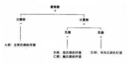 志贺氏菌属生化反应分类