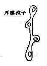 分生孢子