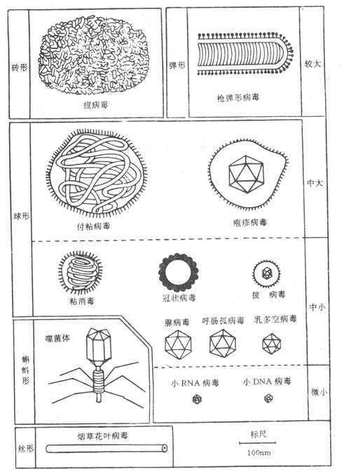 各种主要病毒的形态与大小比较(模式图)