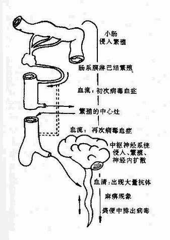 呼吸道病毒的表层感染(模式图)