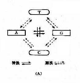 碱基置换类型