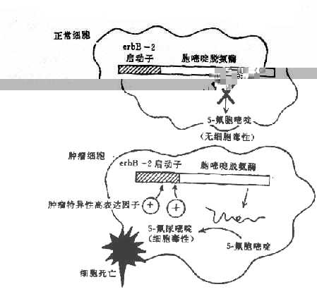 病毒导向酶前药治疗示意图