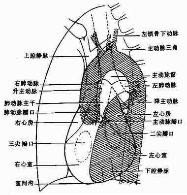 左前位正常心、大血管影像解剖示意图