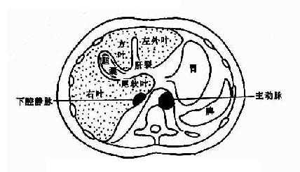 肝不同层面CT表现