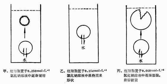 红细胞在不同浓度NaCl溶液中的形态未意图