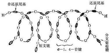 糖淀粉分子的基间状态