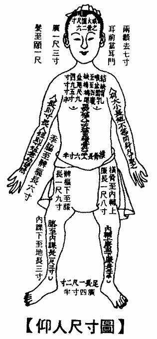 仰人尺寸图