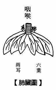 肺脏图