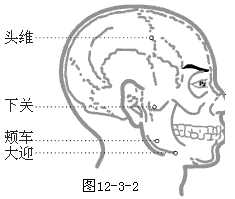 足阳明胃经穴