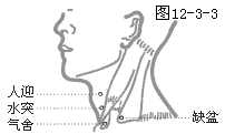 足阳明胃经穴