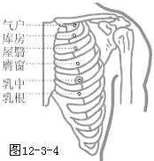 足阳明胃经穴