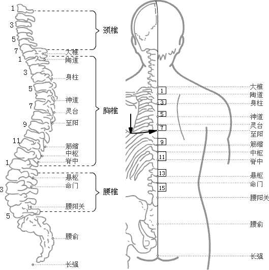 督脉穴