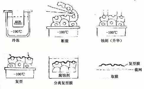 冷冻蚀刻标本制备示意图
