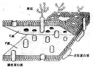 细胞单位膜从中间层劈开示意图