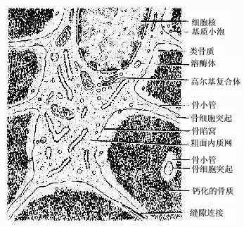 骨细胞超微结构模式图