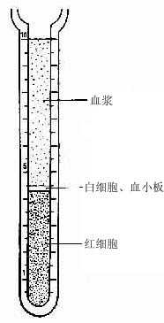 血浆、白细胞和红细胞比积