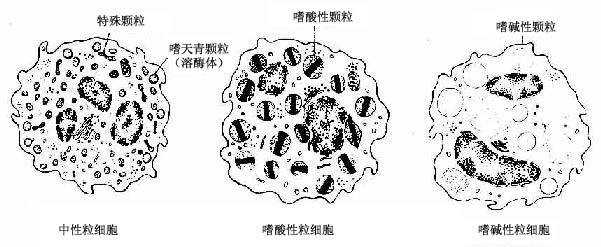 三种粒细胞超微结构模式图