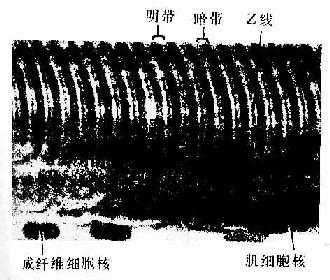 人骨骼肌纤维纵切面