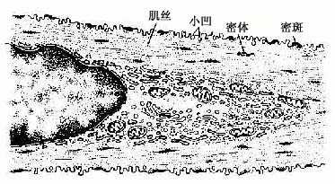 平滑肌纵切面超微结构