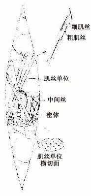 平滑肌纤维超微结构图解