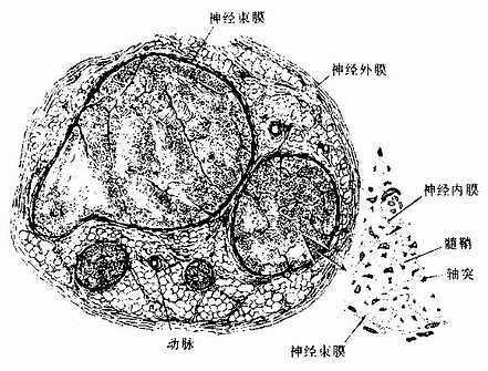 坐骨神经横切,示神经外膜、神经束膜与神经内膜