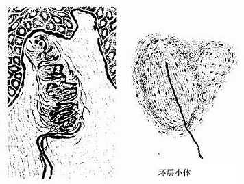 有被囊的感觉神经末梢